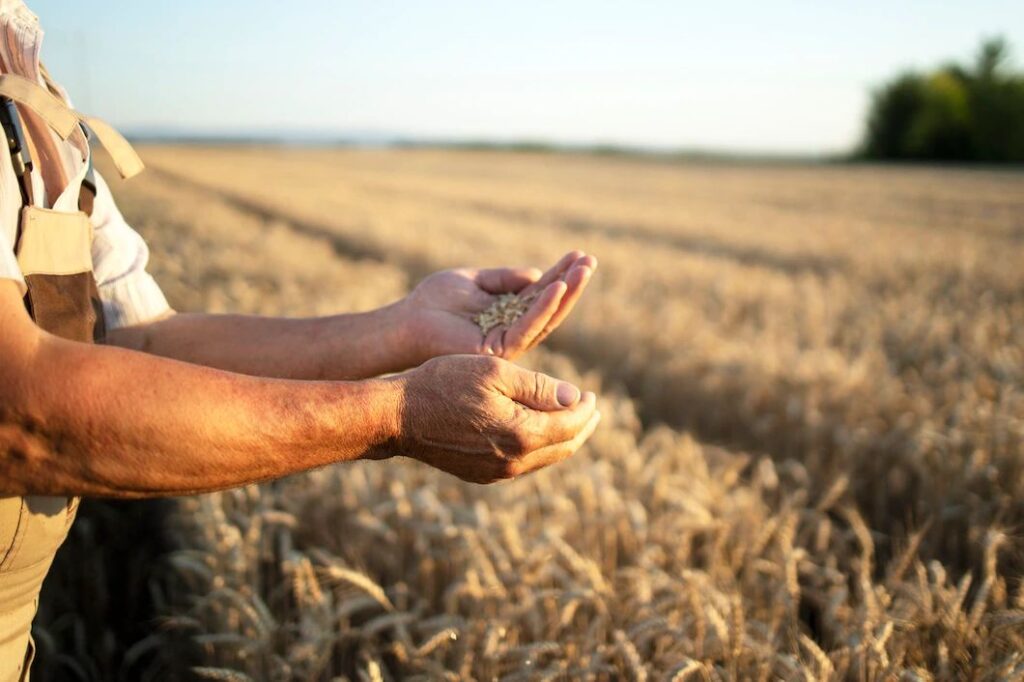 Descubra as principais diferenças do contrato de arrendamento e de parceria rural.